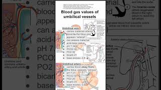 Blood gas values of umbilical vessels [upl. by Lecia]