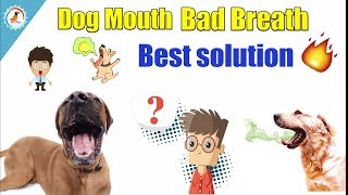 Dog Mouth Bad Breath  IN HINDI  How To Remove Bad Smell From My Dog [upl. by Amme]