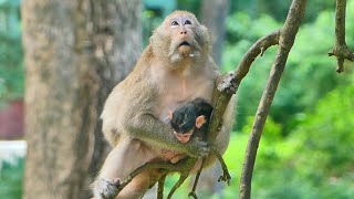 Newborn baby monkey on hight tree babyanimal cute animals [upl. by Anastas]