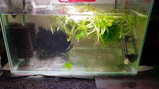 HOW TO BREED PYGMY CORYDORAS [upl. by Liddy]