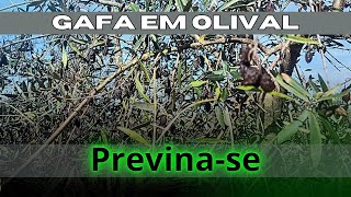 Gafa no olival saiba o que origina e como prevenir OlivalGrande [upl. by Mahan]