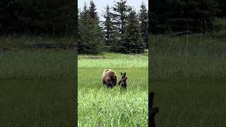 bears being friendly bear bears funnybear funnyvideo hilarious humor [upl. by Enenstein]