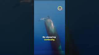 Sperm Whale sleeps vertically 😱🐋😴 ybtalks hpssa shorts VR spermwhale ocean sea mystery [upl. by Sherfield]