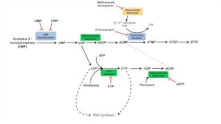 Pyrimidine Synthesis and Salvage Pathway [upl. by Aneerak]