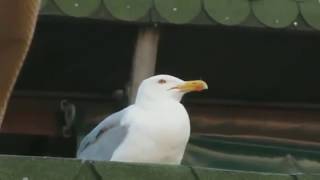 Seagull meme [upl. by Rebel]