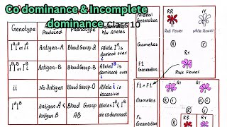 Codominance and incomplete dominace  class 10 [upl. by Aronoff81]