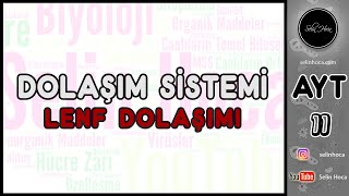 23 Dolaşım Sistemi  Lenf Dolaşımı [upl. by Llirpa]