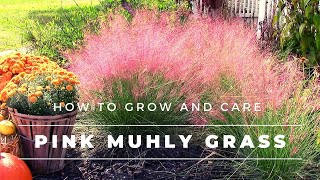 Pink Muhly Grass  How to Grow and Care for Muhlenbergia capillaris  Gulf Muhly [upl. by Iiette879]