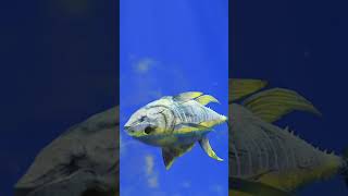 How a puffer fish release toxins shorts goodscience [upl. by Gibb69]