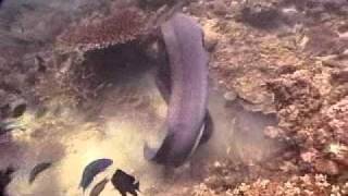 Giant Moray Eels fighting [upl. by Gwynne]