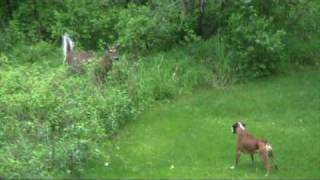 Backyard Battle Deer vs Dogs [upl. by Egdirdle]