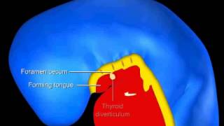 Development of the Pharyngeal Area of the Embryo [upl. by Nyletac964]