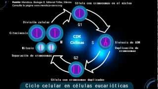 El ciclo celular [upl. by Imhsar165]