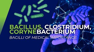 Bacillus Clostridium Corynebacterium Bacilli of Medical Importance [upl. by Anoved2]