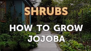 How to Grow Jojoba [upl. by Attikram1]