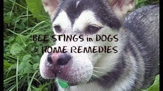 Bee Stings in Dogs 5 Home Remedies [upl. by Aiselad]