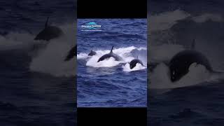 Orca vs Sperm Whales in Bremer Canyon Western Australia [upl. by Sylvester]