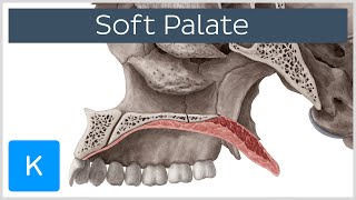 Soft palate Muscles Function amp Definition  Human Anatomy  Kenhub [upl. by Stortz]