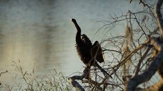 Anhinga Drying His Wings [upl. by Ayisan]