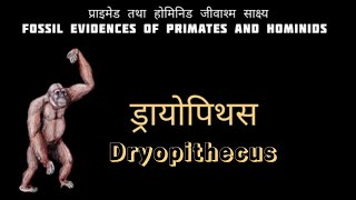 प्राइमेड तथा होमिनिड जीवाश्म साक्ष्य  Fossil Evidences of Primates and Hominids  Dryopithecus [upl. by Nitsud]