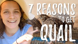 Coturnix Quail Hatching amp 7 Reasons to Raise Them on Your Homestead 🐣🏡 [upl. by Charity322]