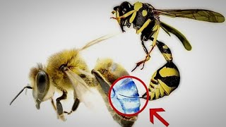 Can a Bee Sting Another Bee [upl. by Luciano]