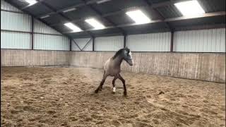 Stallion livello x catoo 2017 [upl. by Ailhad825]