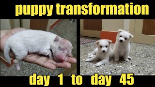 Puppy Growth  Day 1 to Day 45 indianspitz [upl. by Glennis]