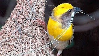 Baya WEAVER BIRD making Nest  Weaver Bird Documentary [upl. by Ttocs]