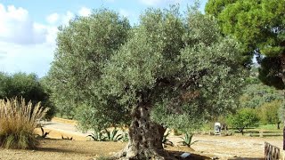 Secular olive tree Valley of the Temples Agrigento Sicily Italy Europe [upl. by Riker]