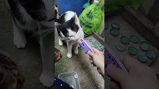 Feeding my tuxedo cat viralvideo catbreed video [upl. by Kelton]