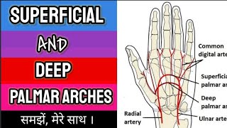 SUPERFICIAL AND DEEP PALMAR ARCHES [upl. by Attenauqa959]