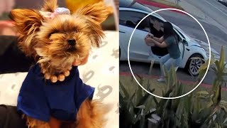 Teacup Yorkie stolen during walk with owner in Huntington Park [upl. by Romonda]