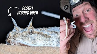 Finding Vipers in the Western Negev  Field Herping Israel [upl. by Kcered]