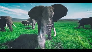 Surrounded by Wild Elephants in 4k 360 [upl. by Lowery]