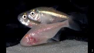 How and why does the cave fish lose its eye Ninth grade Genetics and Developmental Biology [upl. by Erdda]