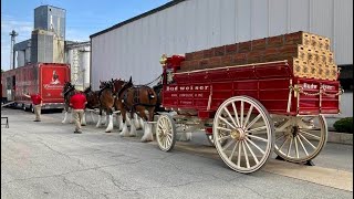 Budweiser Clydesdales in Newport AR [upl. by Sesiom]