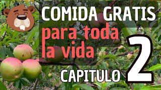 BOSQUE DE ALIMENTOS Permacultura 🌳🌳 especies y marcos de cultivo [upl. by Eiaj]