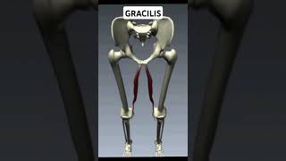 Write Gracilis Muscle Action [upl. by Leonsis]