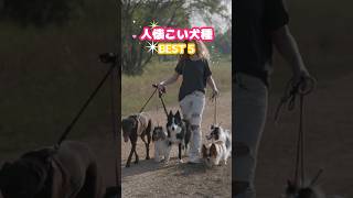 人懐こい犬種5選 犬 雑学 ペット [upl. by Malissa]