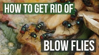 How to Get Rid of Blow Flies 4 Easy Steps [upl. by Odlanra642]