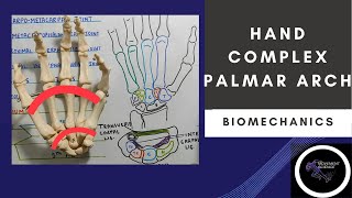 PALMAR ARCHES  HAND COMPLEX BIOMECHANICSPhysiotherapy [upl. by Nguyen]