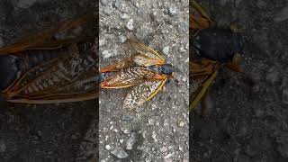 cicadas 2024 north carolina cicadas insects cicada northcarolina [upl. by Sibylla]