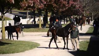 Keeneland November Breeding Stock Sale 2013 Preview [upl. by Heiney]