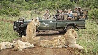 AFRICAN SAFARI 4K  Incredible Big Five animal sightings Kruger National Park [upl. by Iadam910]