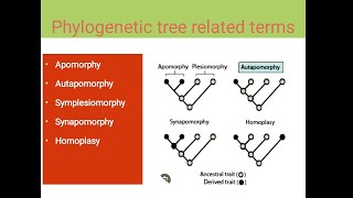 Apomorphy  Autapomorphy  Symplesiomorphy  Homoplasy [upl. by Aubin]