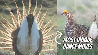 The Grouses Unique Mating Ritual  The Five Species of Lekking Grouse in Colorado [upl. by Belcher]