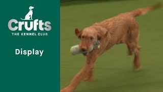 Gundog Display   Crufts 2023 [upl. by Schargel]