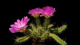 Echinocereus pentalophus Mexico San Luis Potosi Arbolitos [upl. by Ahsiaa]