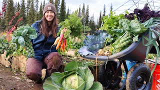 Autumn Days in Alaska  Harvesting Vegetables for Winter Storage [upl. by Meletius13]